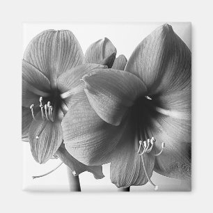 Zwei Amaryllis-Blumen Foto Magnet