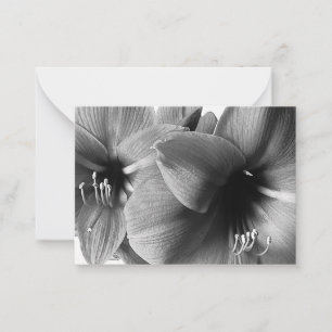 Zwei Amaryllis-Blumen Foto Mitteilungskarte