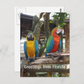 zwei Ameisen- oder Papageienvögel Postkarte (Vorne/Hinten)