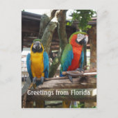 zwei Ameisen- oder Papageienvögel Postkarte (Vorderseite)