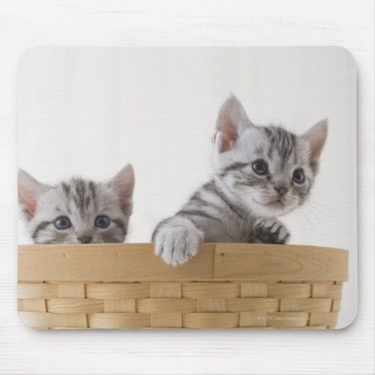 Zwei amerikanische Kurzhaarkätzchen Mousepad (Vorne)