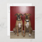 Zwei amerikanische Terrier Postkarte (Vorne/Hinten)