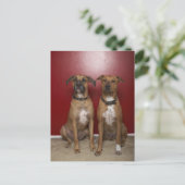 Zwei amerikanische Terrier Postkarte (Stehend Vorderseite)