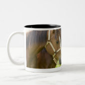 Zwei amerikanische Viertelpferde stehend im Zweifarbige Tasse (Links)