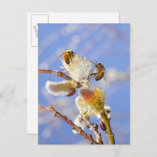 Zwei Ansammlung-Nektar, Postkarte (Vorne/Hinten)