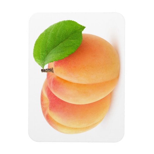 Zwei Aprikosen Magnet (Vertikal)