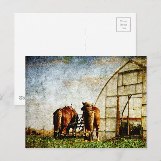 Zwei arbeitsbereite Pferde Postkarte (Vorne/Hinten)