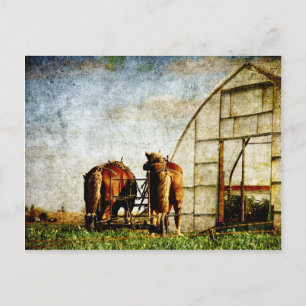 Zwei arbeitsbereite Pferde Postkarte