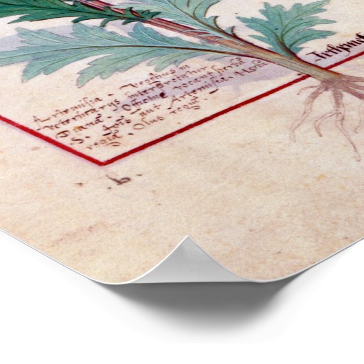 Zwei Artemesia-Sorten Poster (Ecke)