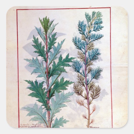 Zwei Artemesia-Sorten Quadratischer Aufkleber (Vorderseite)