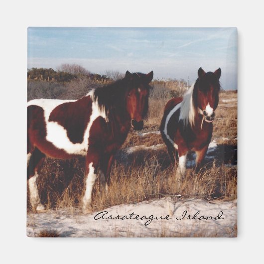 Zwei Assateague Wild Horses - Magnet (Vorne)