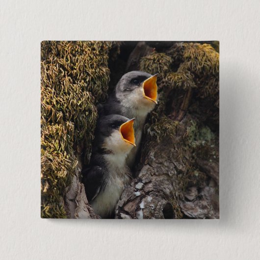 Zwei Baby-Baum-Schwalben Button (Vorderseite)