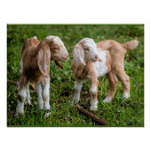 Zwei Baby-Bergziegen Poster (Vorderseite)