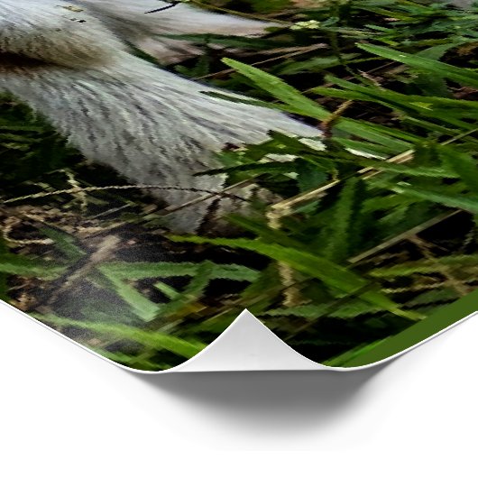 Zwei Baby-Bergziegen Poster (Ecke)