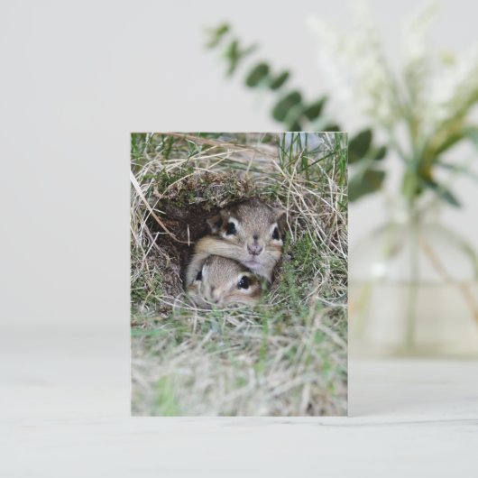 Zwei Baby Chipmunks versuchen aus der Burrow zu ko Postkarte (Stehend Vorderseite)