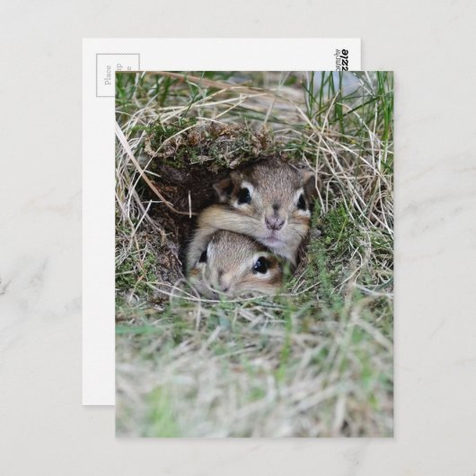 Zwei Baby Chipmunks versuchen aus der Burrow zu ko Postkarte (Vorne/Hinten)