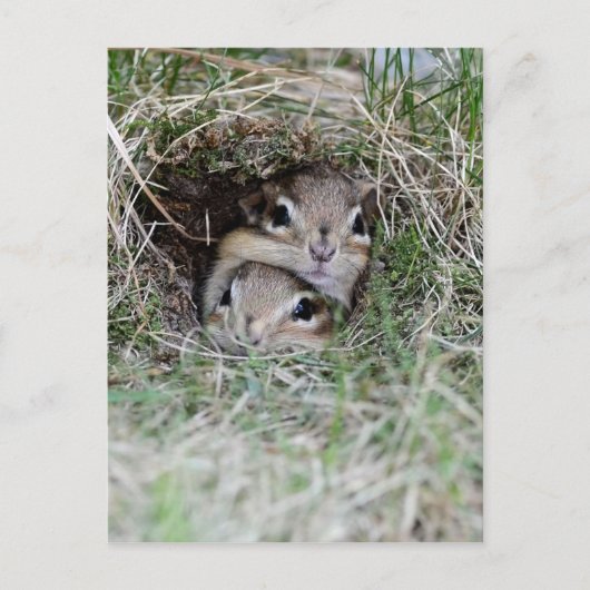 Zwei Baby Chipmunks versuchen aus der Burrow zu ko Postkarte (Vorderseite)