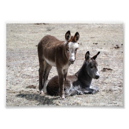 Zwei Baby Donkeys 12x18 Fotodruck (Vorne)