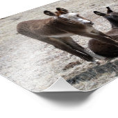 Zwei Baby Donkeys 12x18 Fotodruck (Ecke)