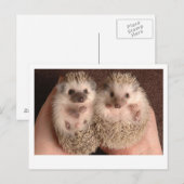 Zwei Baby-Igel Postkarte (Vorne/Hinten)