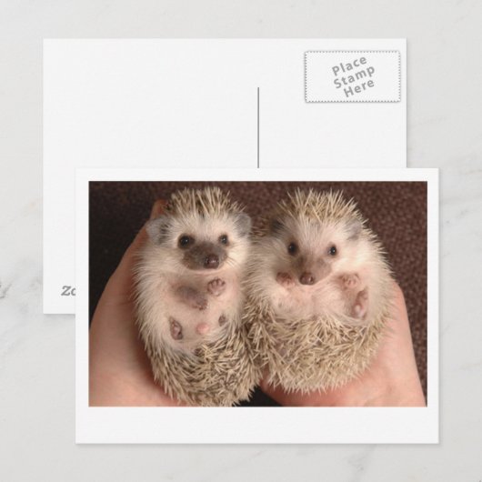 Zwei Baby-Igel Postkarte (Vorne/Hinten)