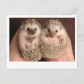 Zwei Baby-Igel Postkarte (Vorderseite)