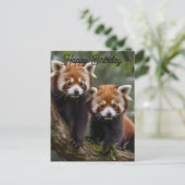 Zwei Baby Red Pandas, Geburtstagskarte Postkarte (Stehend Vorderseite)