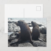 Zwei Baby-Siegel Postkarte (Vorne/Hinten)