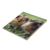 Zwei Baby Tortoiseshell Guinea Schweine, Fliese (Seite)