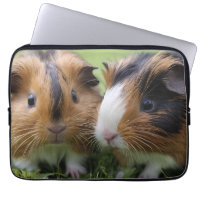 Zwei Baby Tortoiseshell Guinea Schweine,