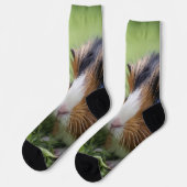 Zwei Baby Tortoiseshell Guinea Schweine, Socken (Linkes Detail)