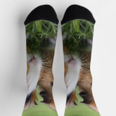 Zwei Baby Tortoiseshell Guinea Schweine, Socken (Oben)