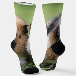 Zwei Baby Tortoiseshell Guinea Schweine, Socken