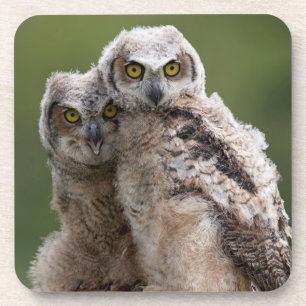 Zwei Baby-Virginia-Uhus Untersetzer