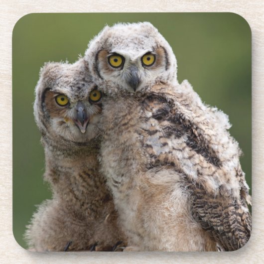 Zwei Baby-Virginia-Uhus Untersetzer (Vorderseite)