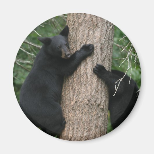 zwei Bären im Baum Magnet (Vorne)
