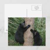 zwei Bären im Baum Postkarte (Vorne/Hinten)