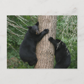zwei Bären im Baum Postkarte