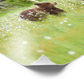 Zwei Bären in finnischem Foto (Ecke)