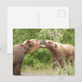 Zwei Bären kämpfen gegen Katmai NP Postkarte (Vorne/Hinten)