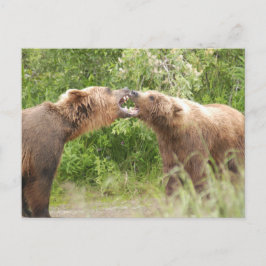 Zwei Bären kämpfen gegen Katmai NP Postkarte