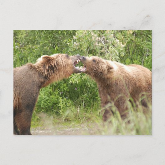 Zwei Bären kämpfen gegen Katmai NP Postkarte (Vorderseite)