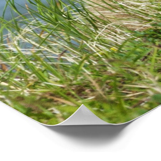 Zwei Bärenjungen mit Mutter am Wasser Poster (Ecke)