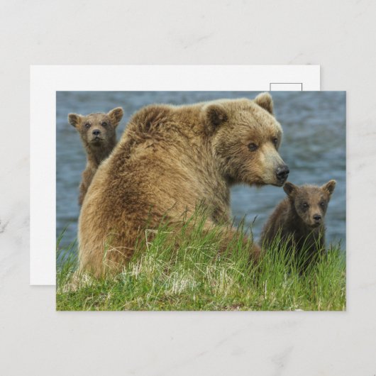Zwei Bärenjungen mit Mutter am Wasser Postkarte (Vorne/Hinten)