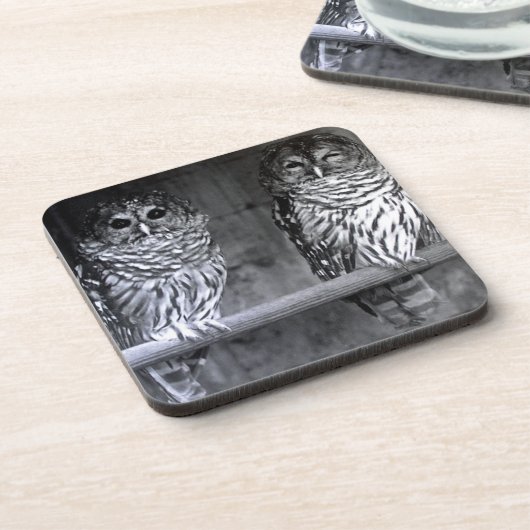 Zwei Barred Owls Square Untersetzer (Linke Seite)