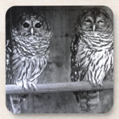 Zwei Barred Owls Square Untersetzer (Vorderseite)