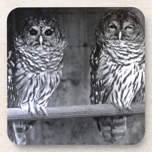 Zwei Barred Owls Square Untersetzer (Vorderseite)