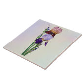 Zwei Bart-Iris Eine Marone Eine Violette Fliese (Seite)
