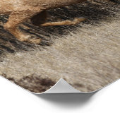 Zwei Bashkir-Curly-Pferde laufen zusammen Poster (Ecke)