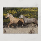Zwei Bashkir-Curly-Pferde laufen zusammen Postkarte (Vorderseite)